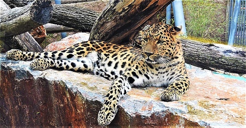 Leopard čínsky