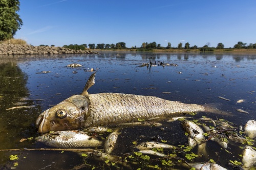 Mŕtve ryby plávajú na hladine rieky Odry pri obci Brieskow-Finkenheerd neďaleko nemecko-poľskej hranice.