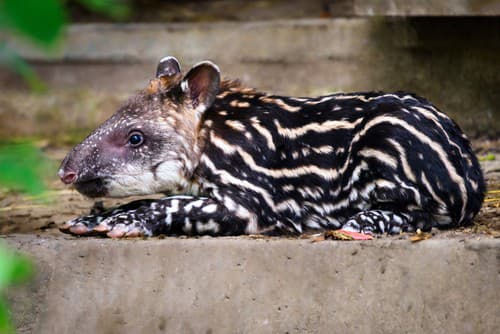 V zlínskej zoologickej záhrade sa narodilo mláďa tapíra juhoamerického. Odchov sa podaril po 34 rokoch.