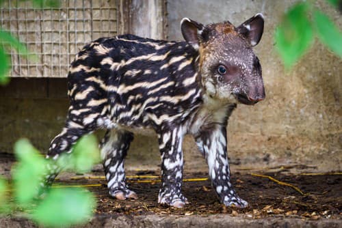 V zlínskej zoologickej záhrade sa narodilo mláďa tapíra juhoamerického. Odchov sa podaril po 34 rokoch.