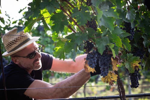 Shebo Winery zhodnotilo vinohradnícku sezónu.