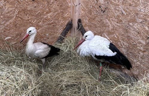 Zoológovia z TANAP-u sa starajú o dvoch bocianích pacientov Kornela a Barboru