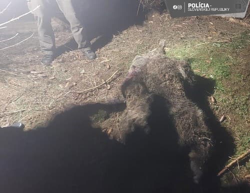 Polícia sa uhynutým medveďom zaoberá.