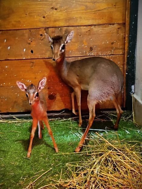 Stádo antilop dikdika Kirkovho v bojnickej zoo sa rozrástlo o ďalšie mláďa