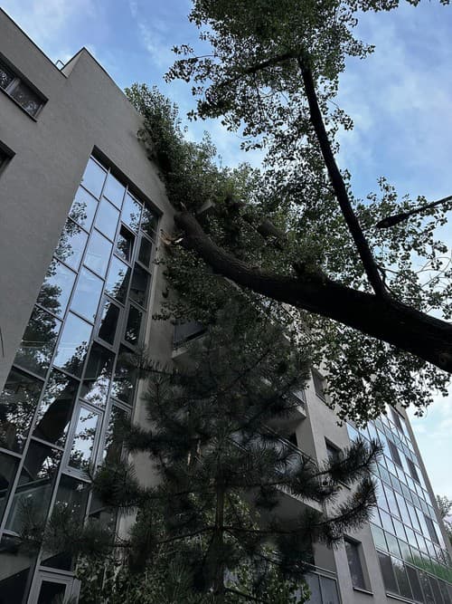 Spadnutý strom poškodil bytovku na ulici Na barine