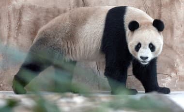 Netradičné lákadlo pre fanúšikov futbalových MS: Čína darovala Kataru dve vzácne pandy