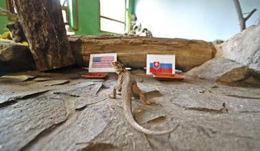 Zápasy MS pre Nový Čas tipujú zvieratá zo zoo: Agama bradatá zamierila k americkej miske