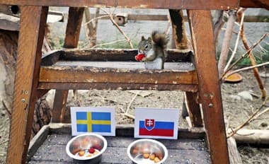 Zápasy MS pre Nový Čas tipujú zvieratá zo zoo: Kanaďanka verí proti Švédom Slovákom