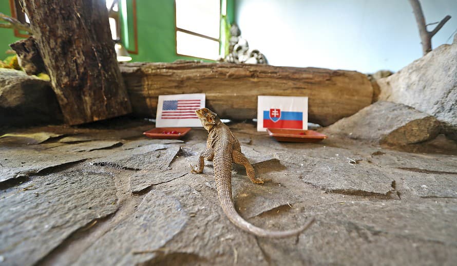 Dnešný zápas, ktorý odohráme s USA o 16.20, bude, zdá sa, veľmi ťažký. Agama bradatá, ktorej sme dnešné tipovanie vložili do končatín, ...