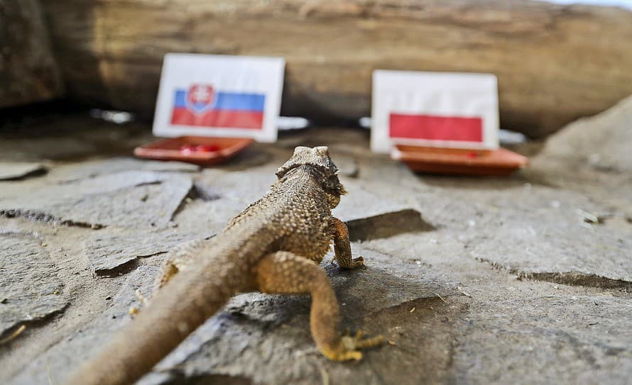 Skupinová fáza MS sa zo slovenského pohľadu prehupne do druhej polovice v zápase s Poľskom. Ideme doň ako veľkí favoriti, ale podľa tipu ...