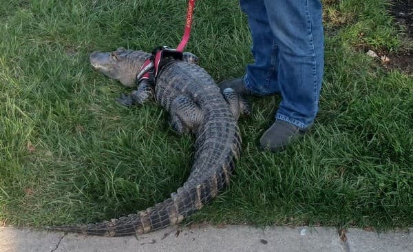 Muž sa chcel dostať na bejzbalový zápas s aligátorom. 