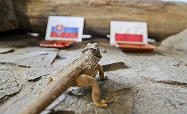 Agama bradatá sa najprv rozhodovala, na ktorú stranu sa prikloní..