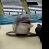 Rozkošné video vycvičeného delfína: Aha, ako prejavil lásku ošetrovateľkám!