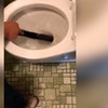 Vo videu ožíva najhoršia nočná mora: Muž si potreboval odskočiť, hrozné, čo naňho striehlo v záchode!