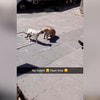 Na ulici sa chceli pobiť dve mačky: Zasmejete sa, čo urobil muž, ktorý ich objavil!