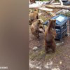 Zoo Bojnice ukázala najobľúbenejšie video za rok 2023: Má cez 2 milióny pozretí! Aha, čo tam vyvádzajú ich medvede