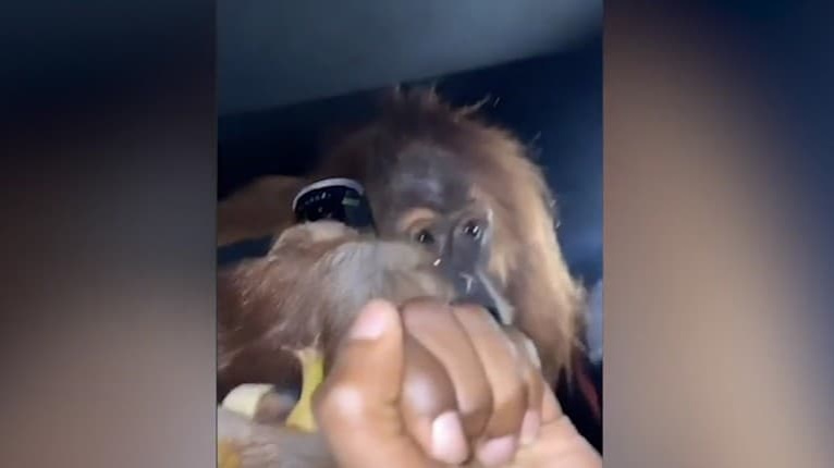 Briti si spravili párty v luxusnom aute: Nebudete chápať, čo stvárali s orangutanom