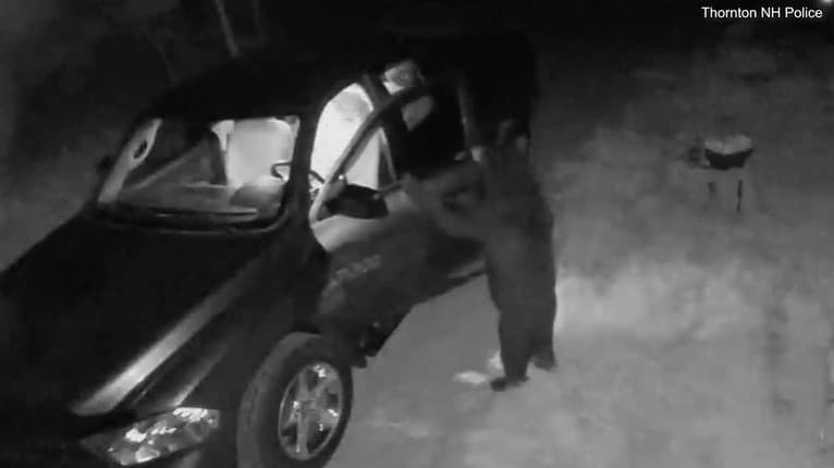 Kriminálnik z Thortonu: Medveď si takto pohotovo otvoril dvere auta