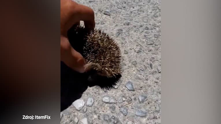 Balzam na nervy: Na video záchrany smädného ježka sa dokážete pozerať dlhé minúty