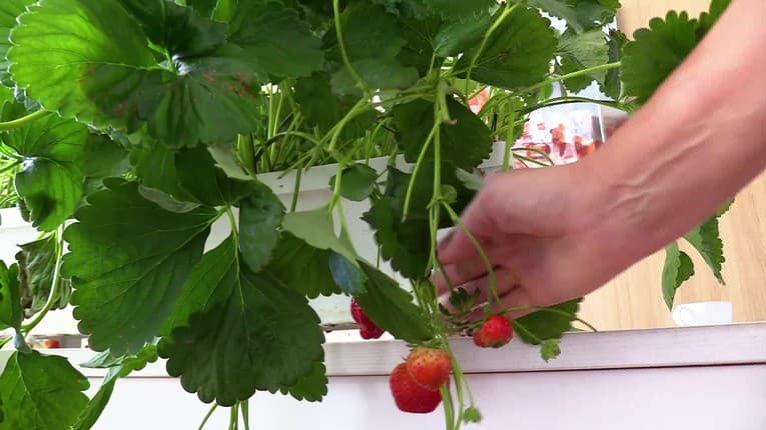 Malý zázrak menom jahody: Nezabudnite mať vitamínovú bombu zo slovenskej farmy na stole aj v zime
