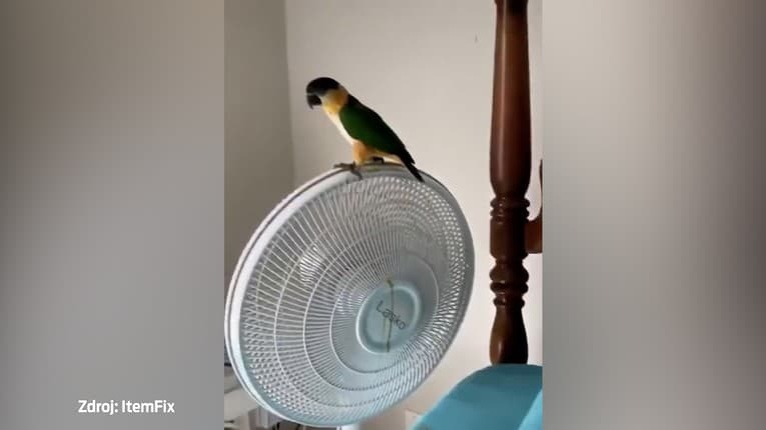 Papagáj pripravil svojmu majiteľovi nepríjemné prekvapenie: Urobil TO rovno nad ventilátorom, pozrite sa, čo spôsobil!