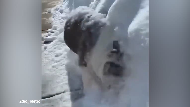 Nefalšovaná láska psíka k zime: Pozrite sa, ako si ju užíva!
