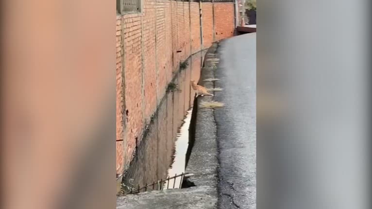 Mačka skočila z cesty do úzkej diery v stene: Tieto zvieratá sa dostanú skutočne všade!