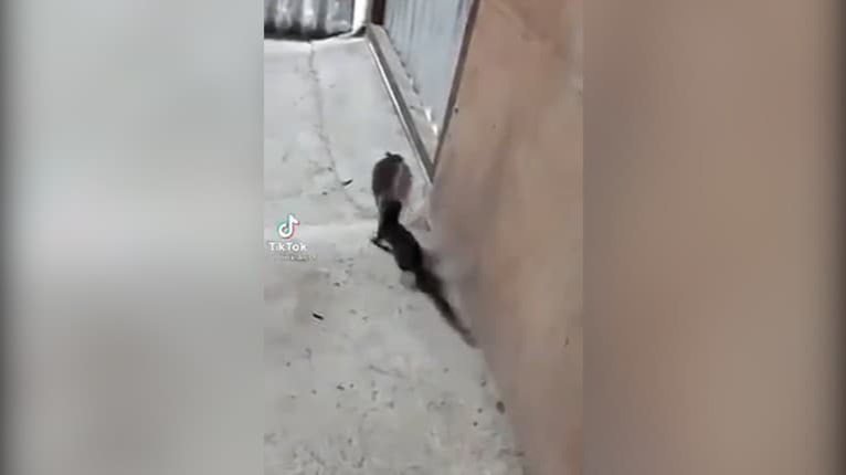 Malá kuna zaútočila na potkana, ktorý bol väčší ako ona: Šialená naháňačka sa vymyká všetkým pravidlám prírody!