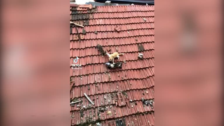 Tri mačky zachytili v prekérnej situácii na streche: Čo si myslíte, ako toto môže dopadnúť?