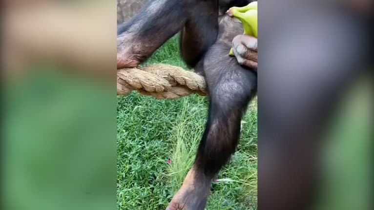 Nečakaný pohľad v zoologickej záhrade: Muž namieril kameru do výbehu šimpanzov, toto vás rozosmeje!
