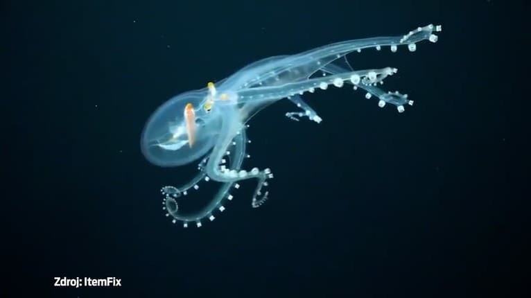 Neuveriteľná krása ako z inej planéty: Takúto chobotnicu uvidíte len na videu! Nebudete vedieť odtrhnúť zrak