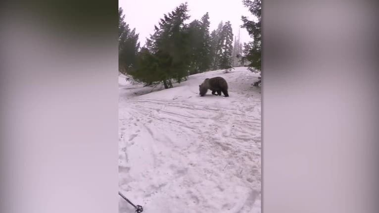 Mrazivé zábery z Tatier: Medveď sa rozbehol za deťmi! Ochranári upozorňujú turistov, aby nerobili TOTO