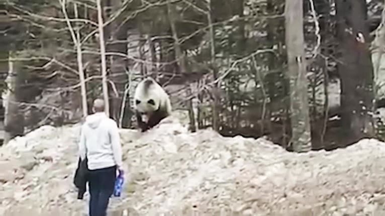 Otrasné, čo urobil turista pri medveďovi! Takto ľudia odsudzujú šelmy na smrť