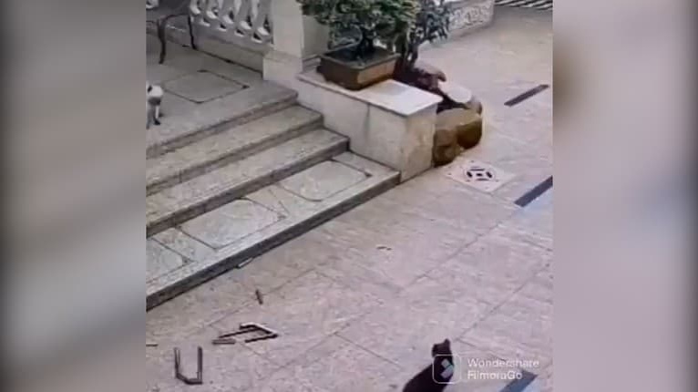 Malý mops sa rozbehol za mačkou, skotúľal sa zo schodov: Z pokračovania videa sa ušúľate smiechom!