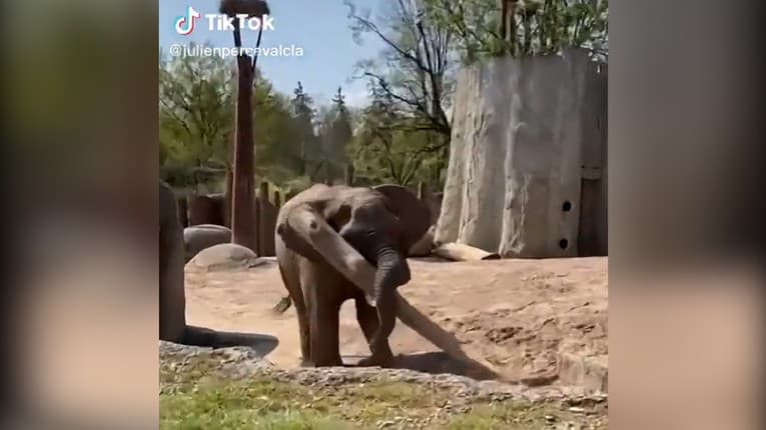 Sloník v zoo predviedol svoj cit pre trpezlivosť: Návštevníkom sa naskytol takýto krásny pohľad