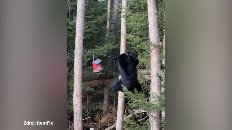 Neverili vlastným očiam: Medveď stváral akrobatické kúsky, aby dočiahol na kŕmidlo pre vtáky