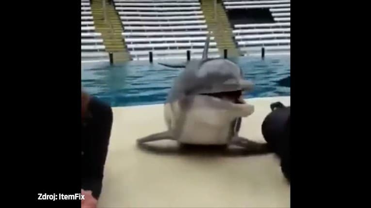 Rozkošné video vycvičeného delfína: Aha, ako prejavil lásku ošetrovateľkám!