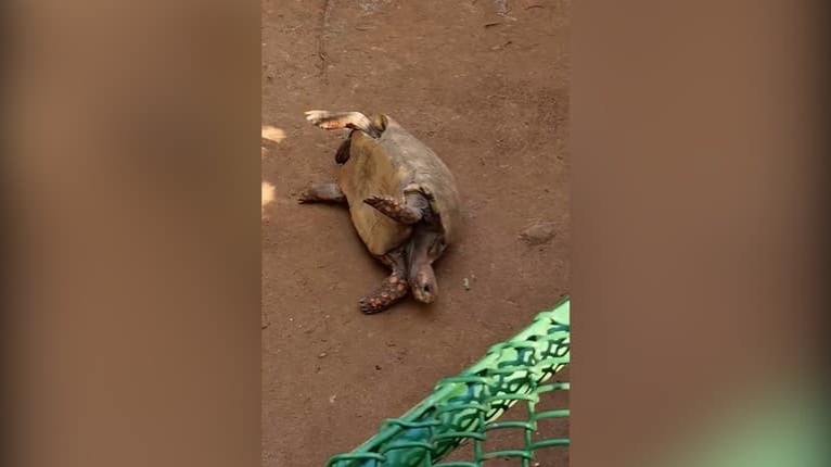 Muž sa nemohol pozerať na trápenie korytnačky v zoo: To, čo urobil, chytí za srdce každého