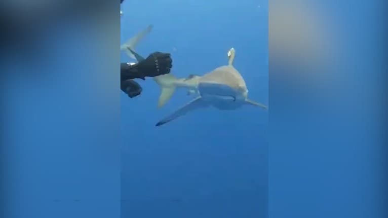 Odvaha, aká sa len tak nevidí: Šialené, na čo sa podujal potápač, keď k nemu priplával zranený žralok!