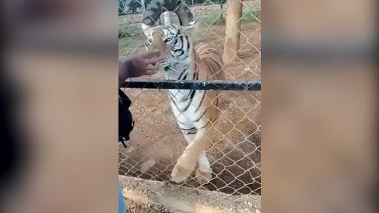 To je tak, keď niekto dostane veľmi hlúpy nápad: Muž hladkal tigra cez plot! Pokračovanie zabolí aj vás