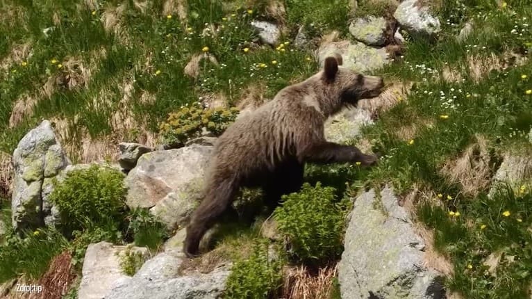 Hororové video z Tatier! Turista urobil všetko tak, ako NEMAL, medveď sa naňho vrhol: Budete si ťukať na čelo