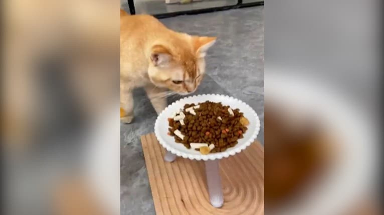Mačke z misky vyjedala hladná príživníčka: Že uvidíte napchávať sa granulami práve ju, by vám nenapadlo