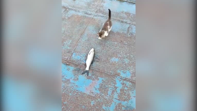 Zlodejské mačiatko ukradlo veľkú rybu: Zasmejete sa, ako sa s ňou pasuje, no počkajte na záver videa!