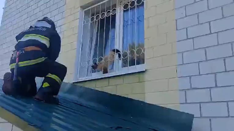 Zaseknutú mačku v okne museli vyslobodzovať hasiči: Na toto si treba dať veľký pozor!