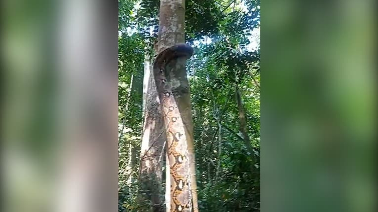 Hotový výjav z nočných môr: Obrovský had liezol po strome, také niečo ste ešte nevideli!