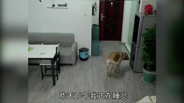 Majiteľ labradora nechal doma zapnutú kameru, ostal poriadne prekvapený: Takéto správanie psa ste v živote nevideli