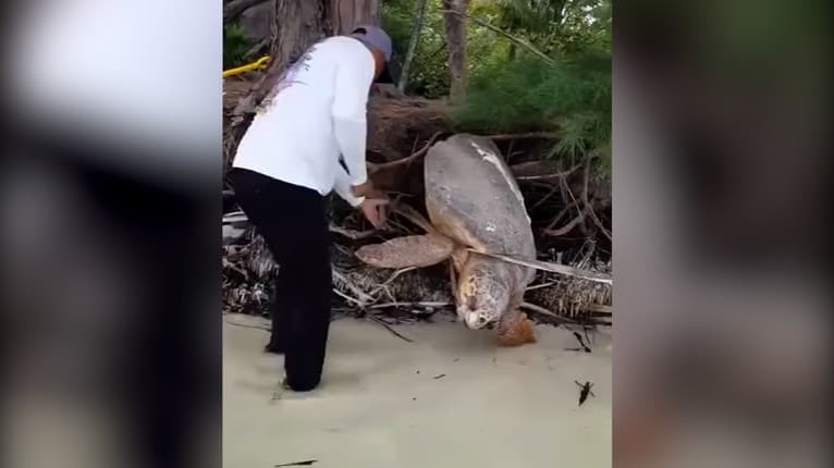 Pri tom vám pukne srdce! Gigantická korytnačka sa zasekla v poraste: Zachránil ju dobrý muž