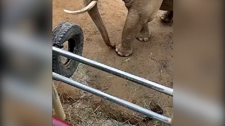 Dieťaťu spadla do výbehu so slonmi topánočka: Neuveriteľné, čo gigantické zviera urobilo!
