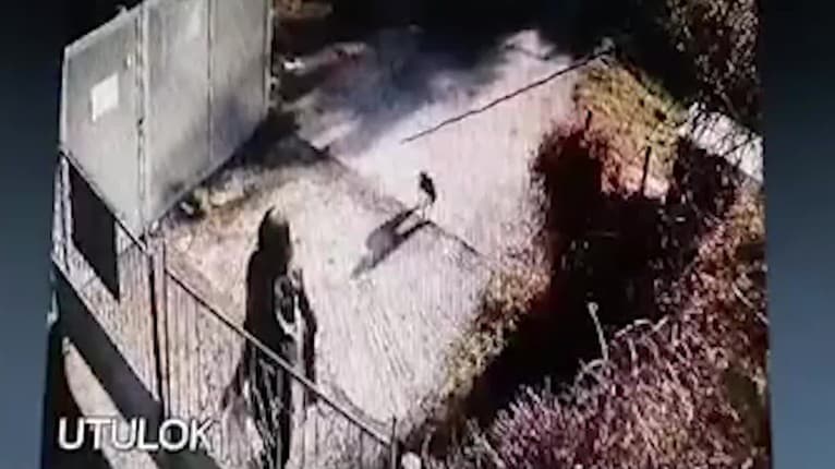 Srdcervúci prípad z Partizánskeho: Ochranári hľadajú ženu, ktorá surovo prehodila šteniatka cez plot