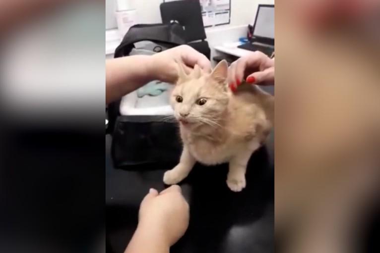 Užitočné video pre majiteľov mačiek: Veterinárka ukázala, ako dáva mačke lieky bez jediného problému